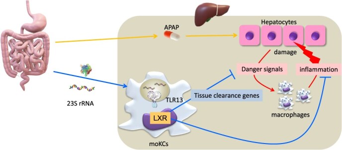 Fig. 3