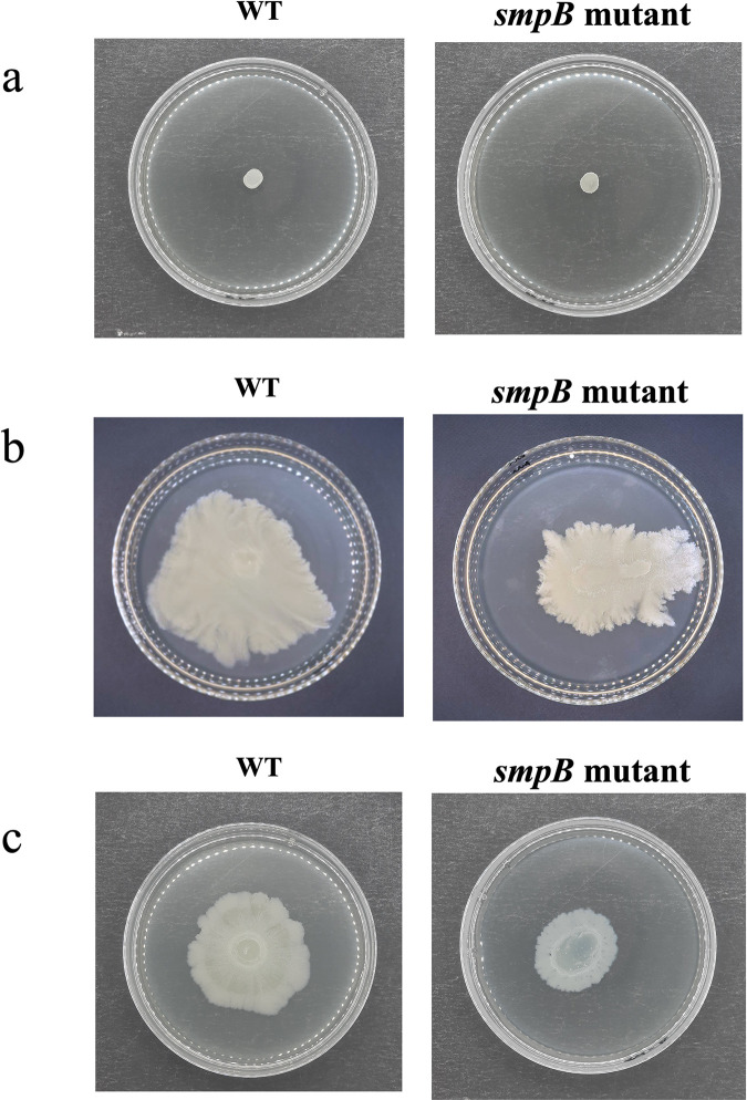 Fig 3