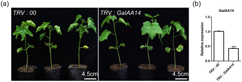Figure 4
