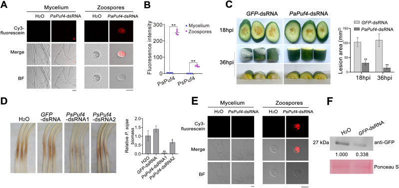 Fig 6