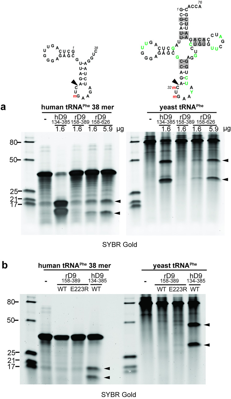 Fig 4