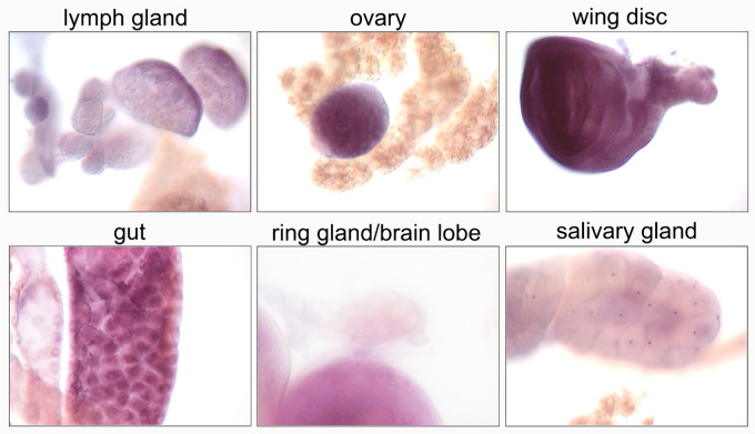 Fig 8