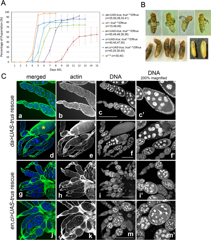 Fig 10