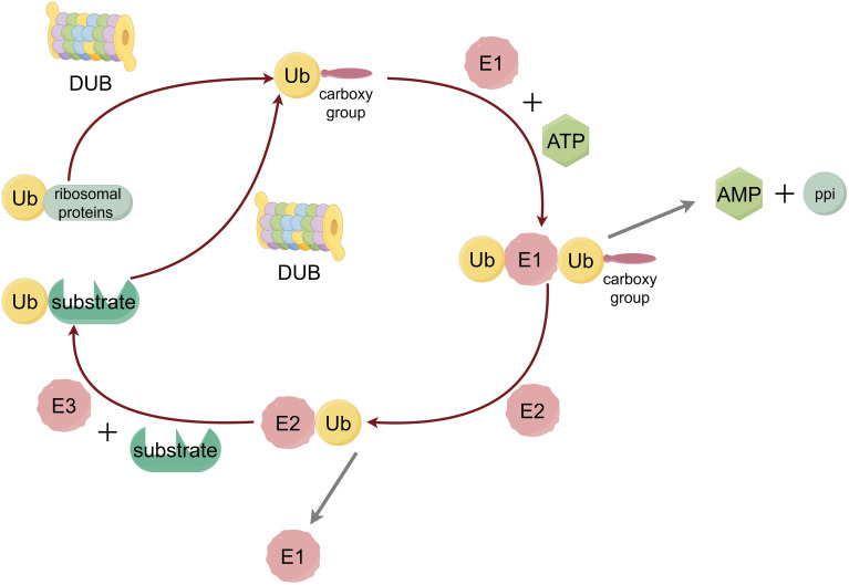 Figure 1