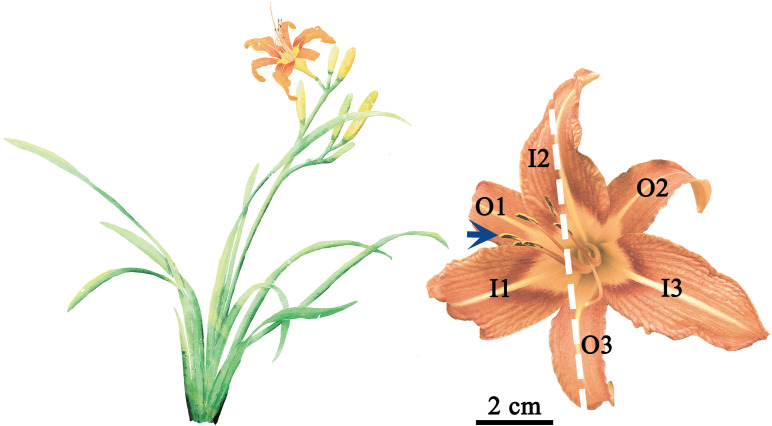 Figure 1