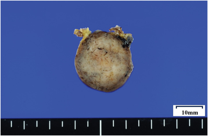 Fig. 5