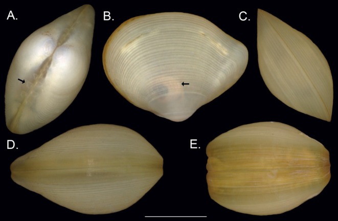 FIGURE 2