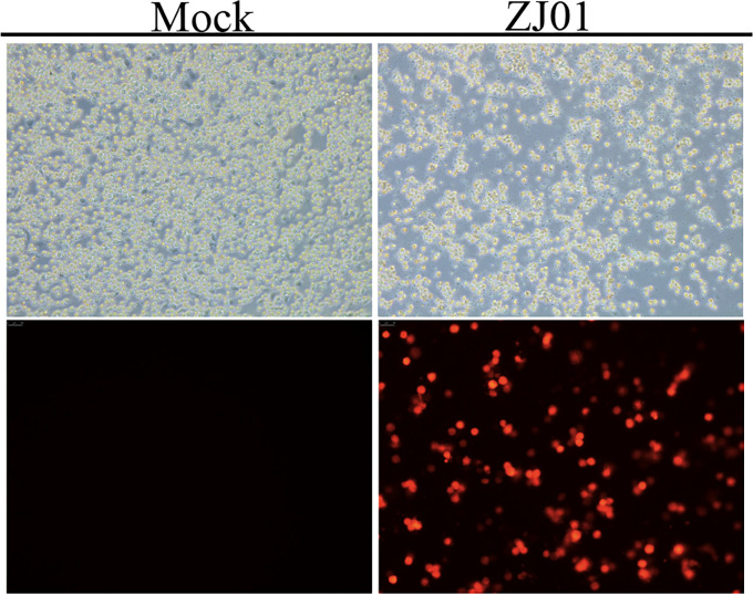 Figure 1