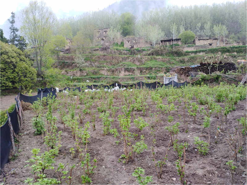 Fig 1