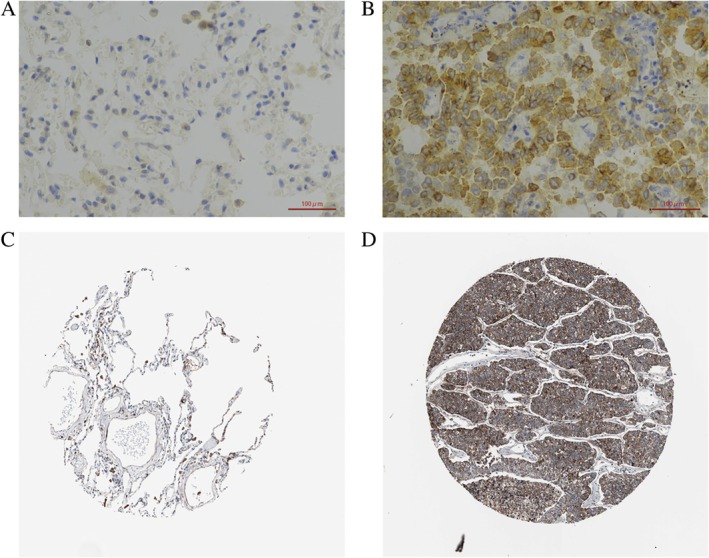 FIGURE 1