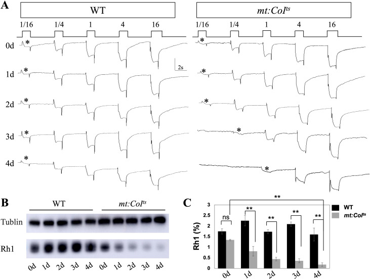 Figure 4