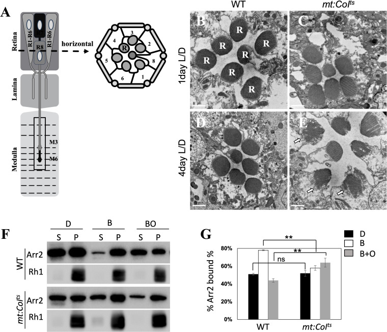 Figure 5