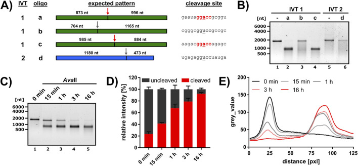 FIGURE 1