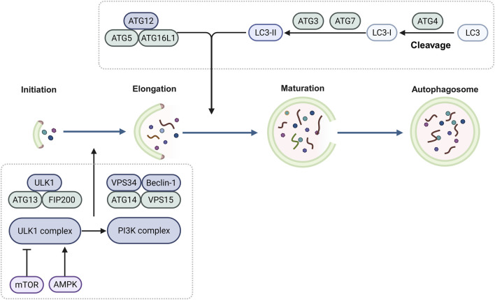 FIGURE 1