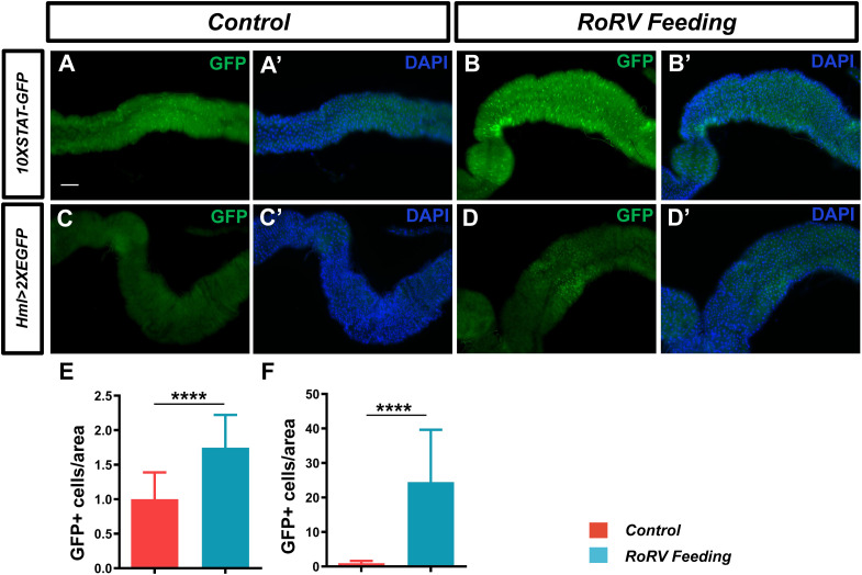 Figure 4