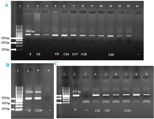 FIGURE 2