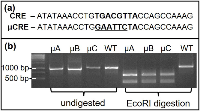 Figure 5