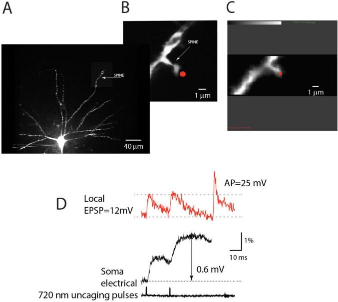 FIGURE 4
