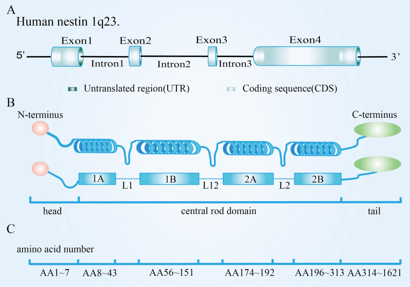 Figure 1