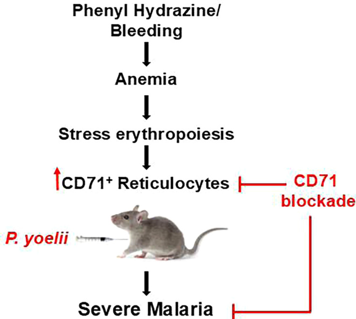 Fig 7