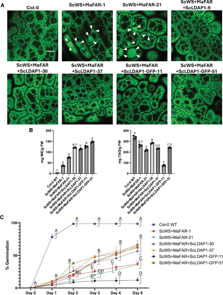 Figure 11