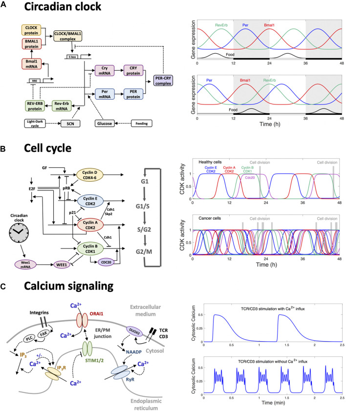 FIGURE 2