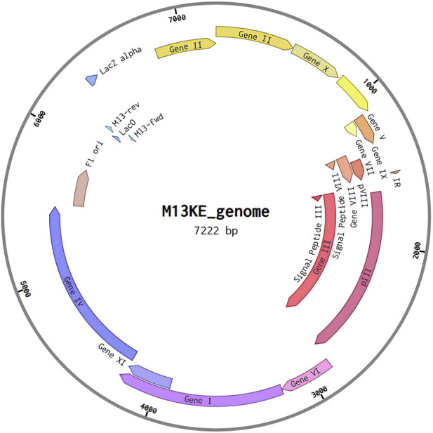 FIGURE 4