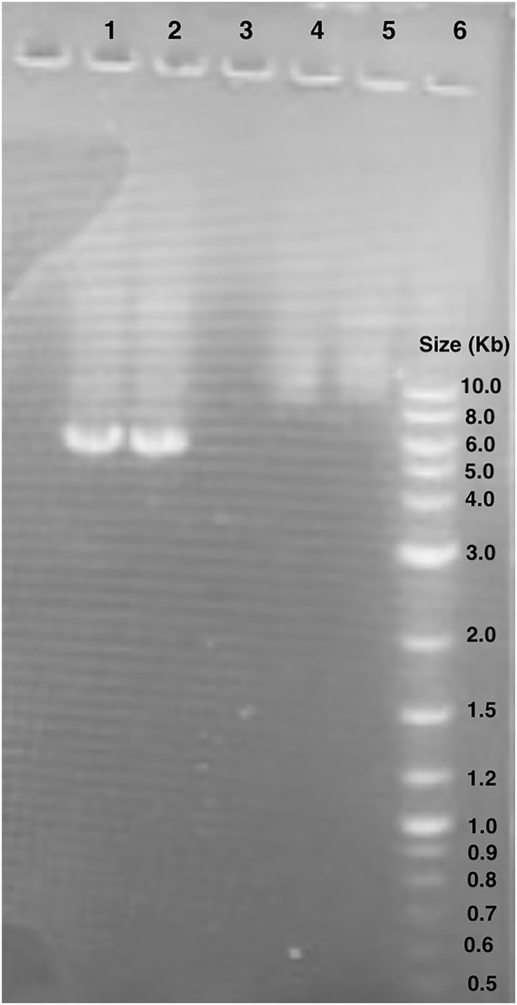 FIGURE 5