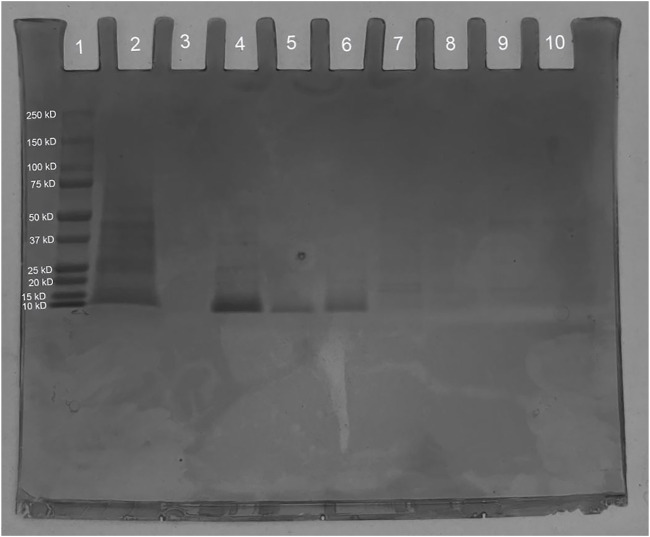 FIGURE 10