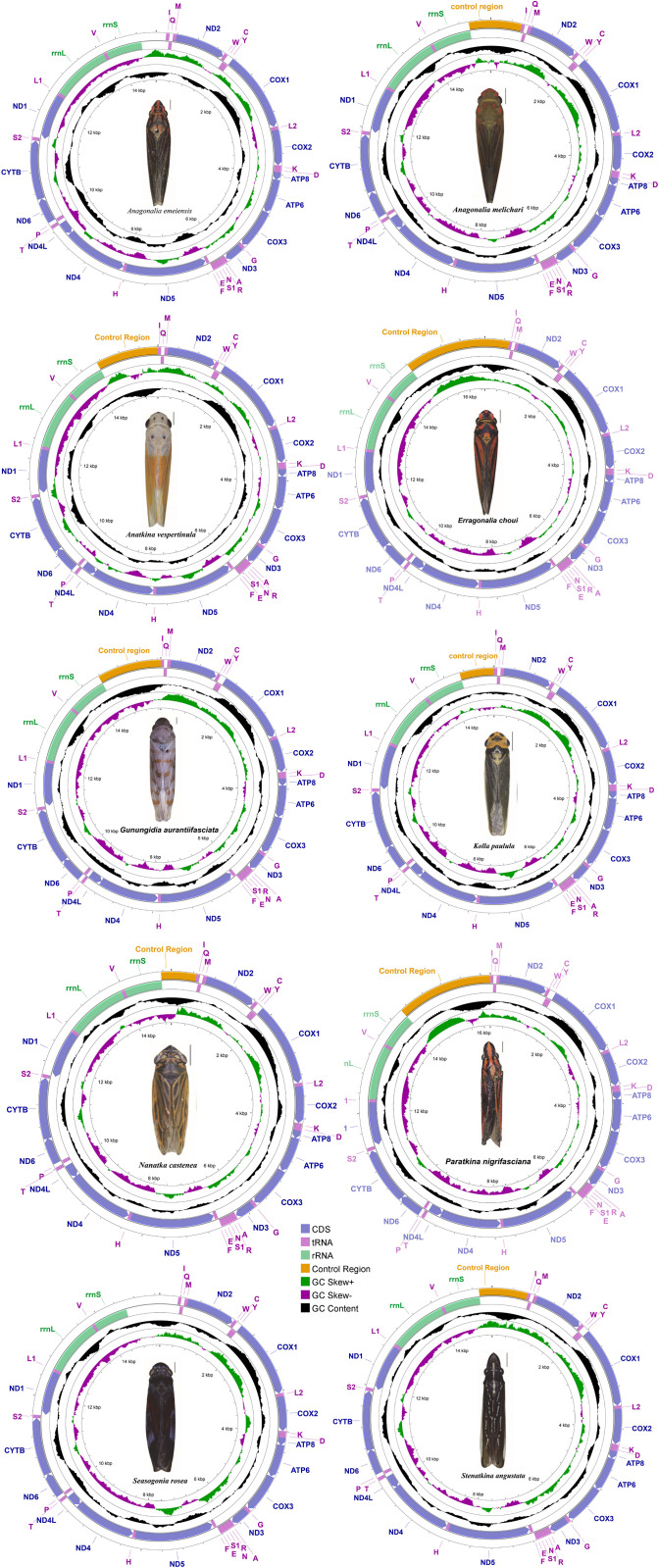 Fig 1