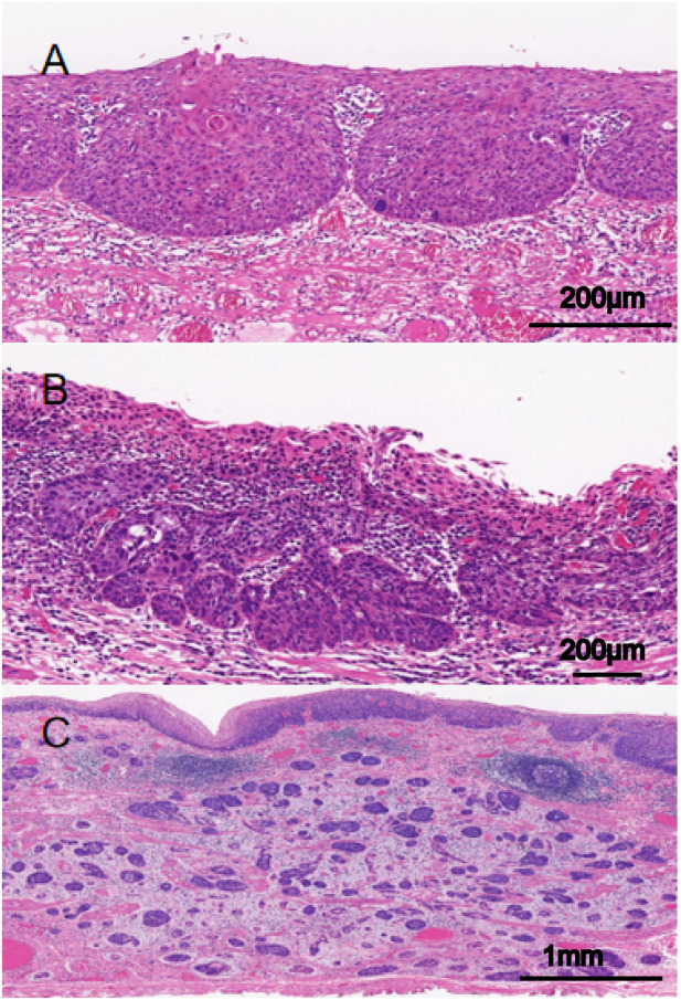 Figure 1