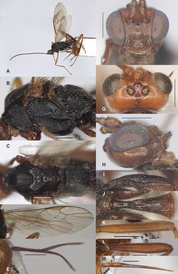 Figure 29