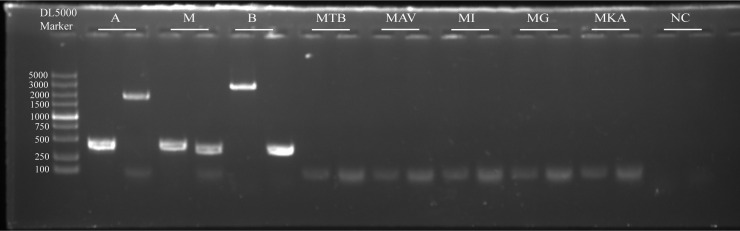 Fig 7