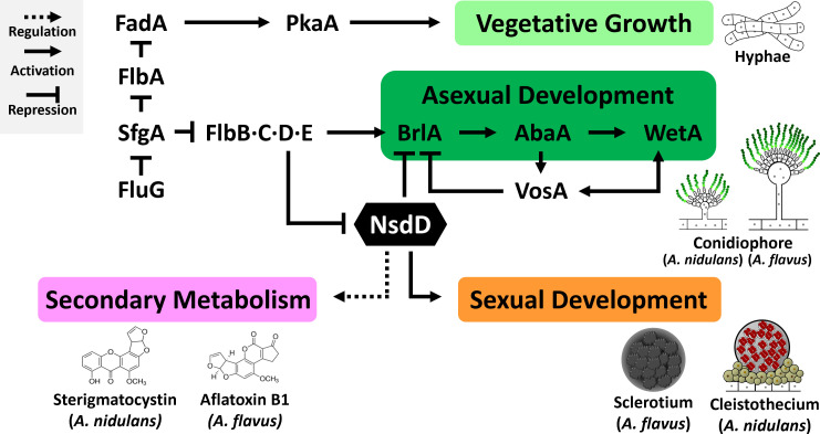 Fig 1