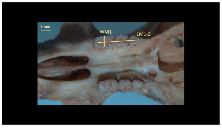 Figure 7