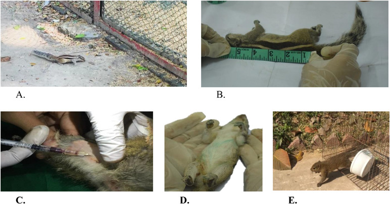 FIGURE 1