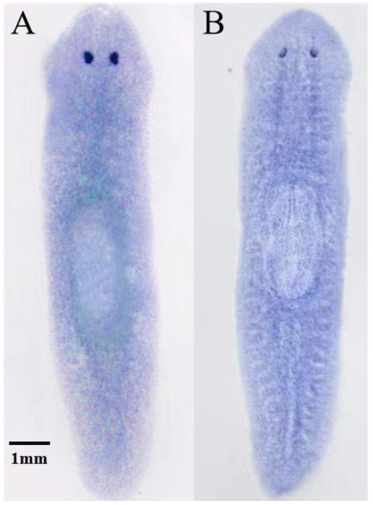 Figure 9