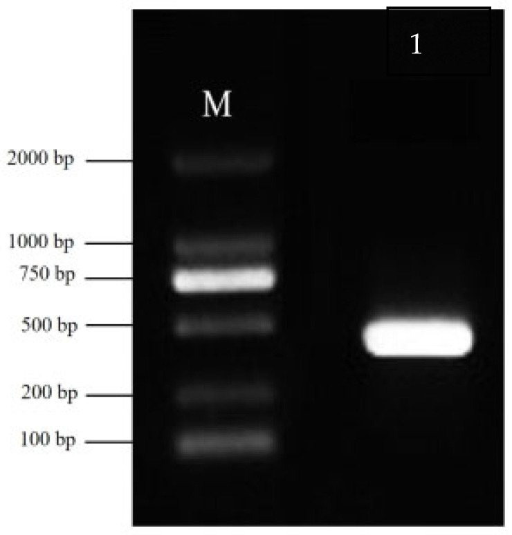 Figure 11