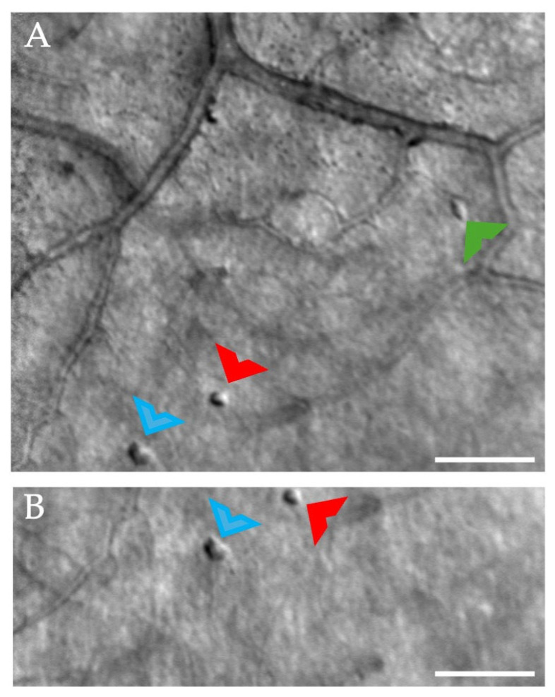 Figure 6