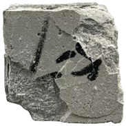 Figure 24