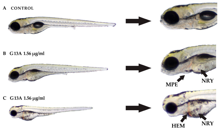 Figure 7