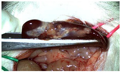 Figure 14