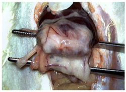 Figure 16