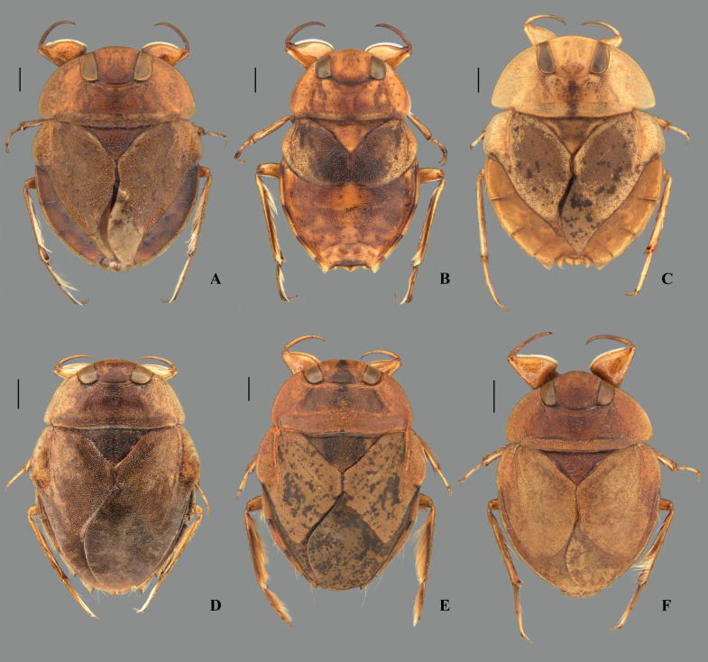 Fig 6