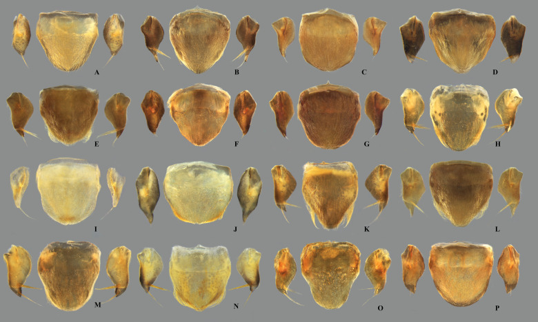 Fig 9