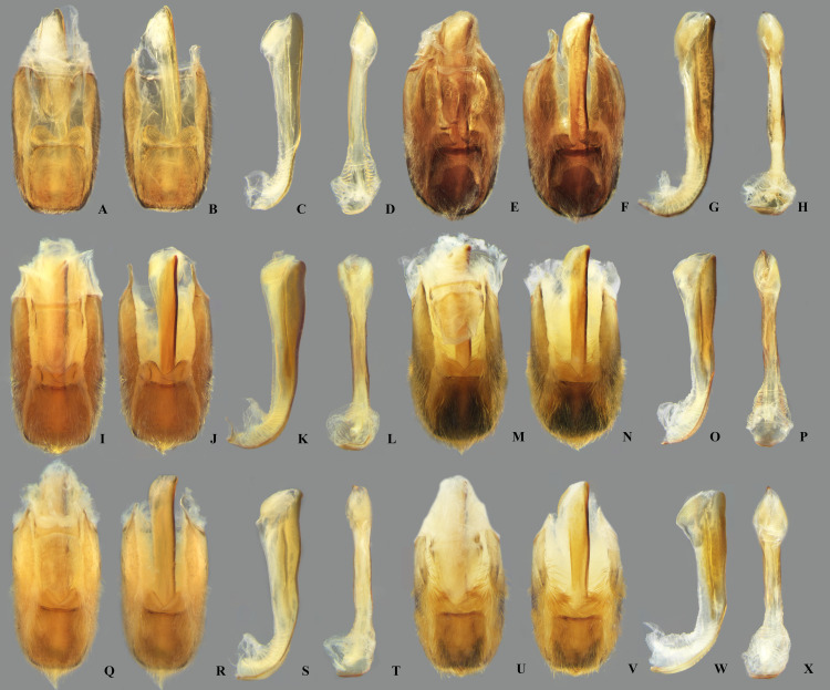 Fig 19