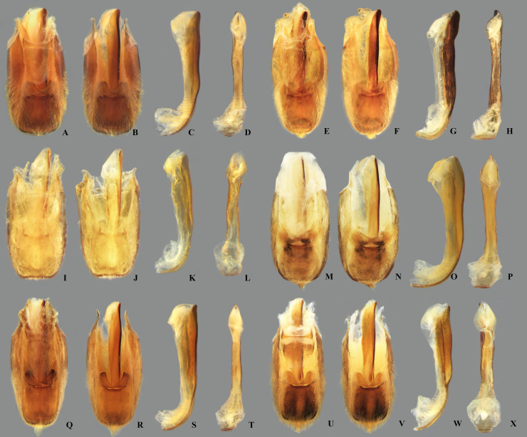 Fig 20