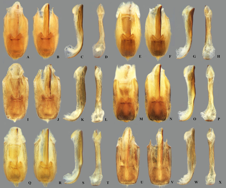 Fig 21