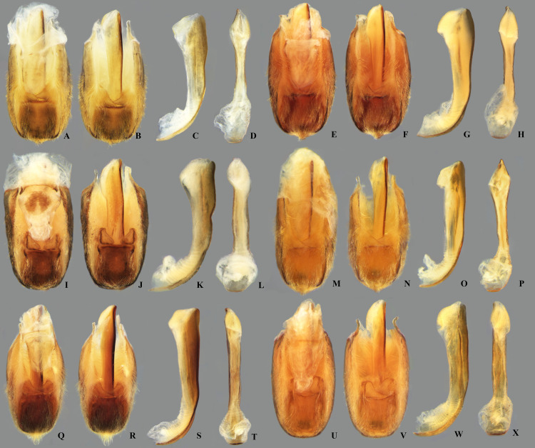 Fig 22