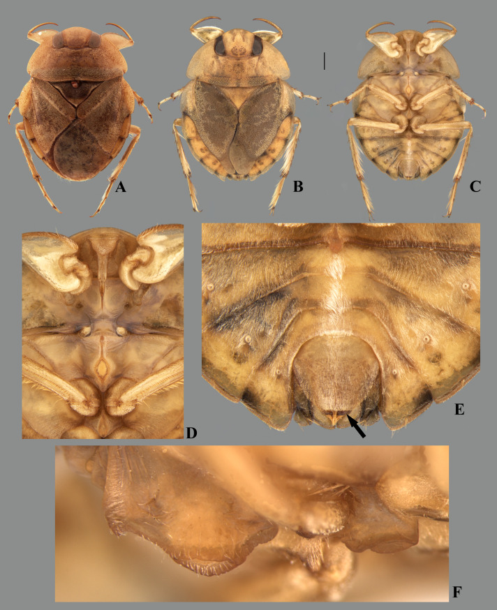 Fig 25